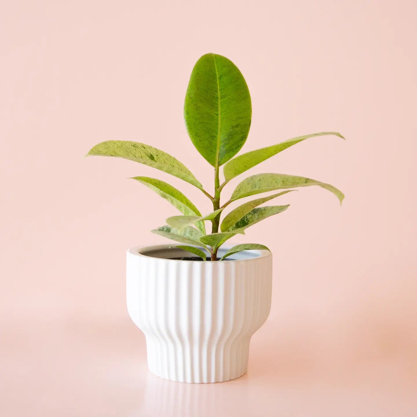 Presley Ribbed Ceramic Pedestal Planter