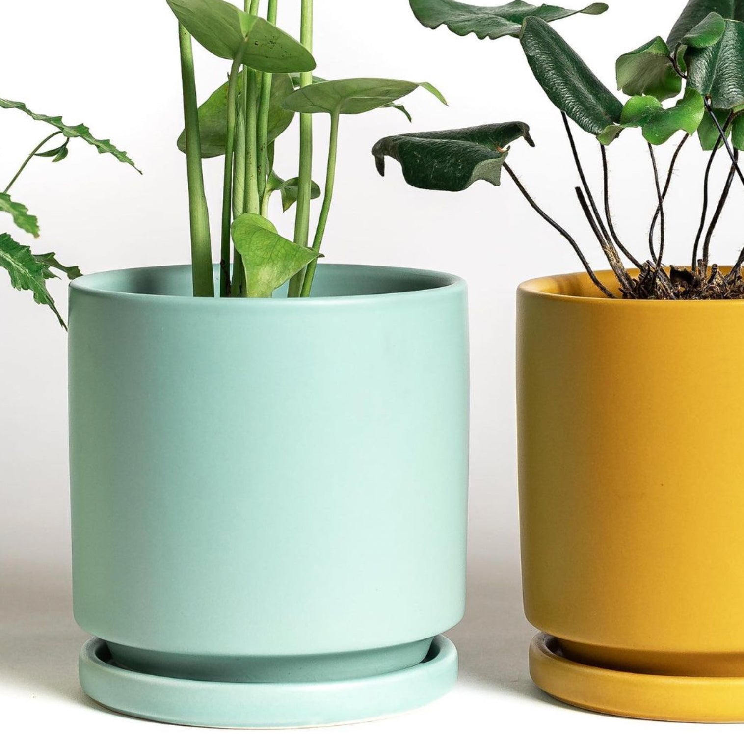 beautiful plant pots Momma Pots Gemstone Cylinder 4.5 in. W Porcelain Planter White