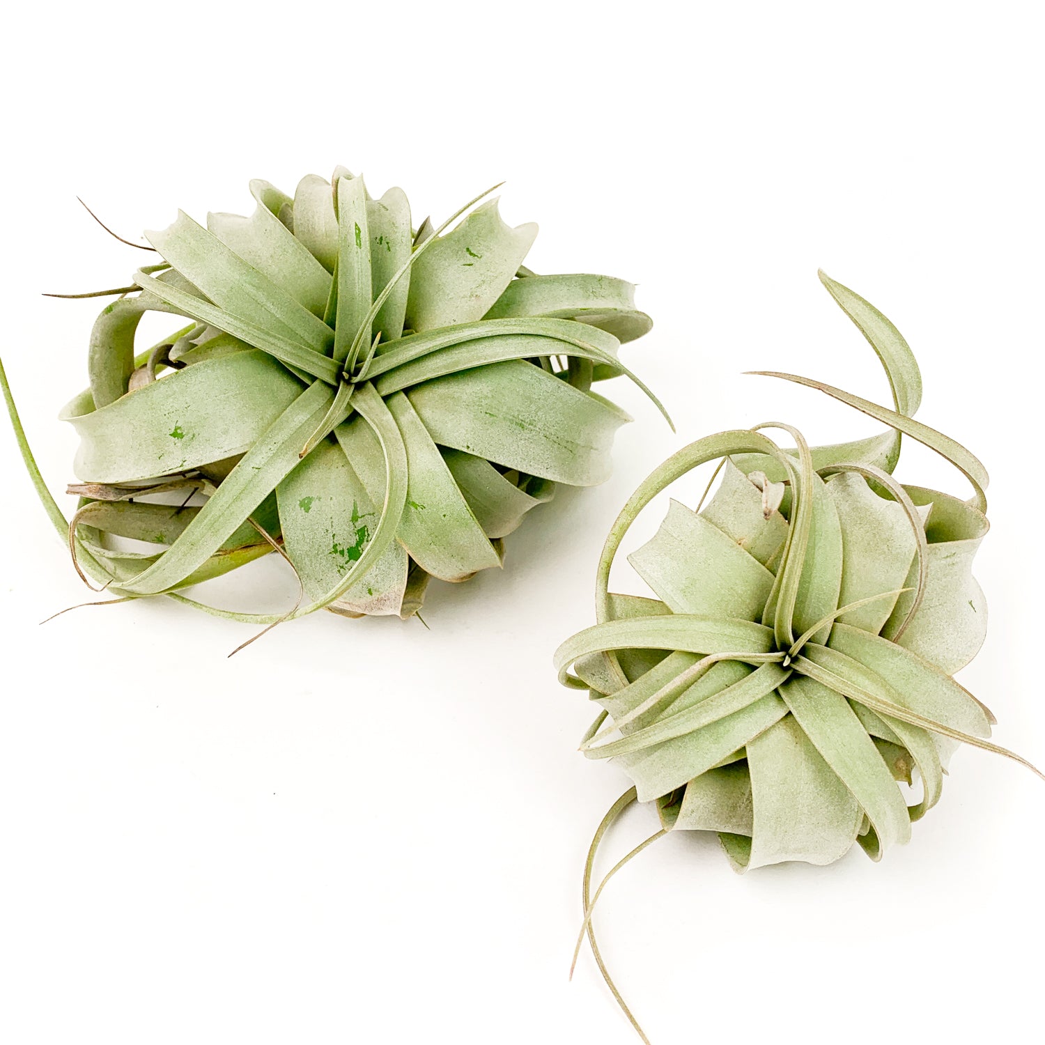 air plants chicago Medium Tillandsia Xerographica Air Plant / 5-6 Inches Wide