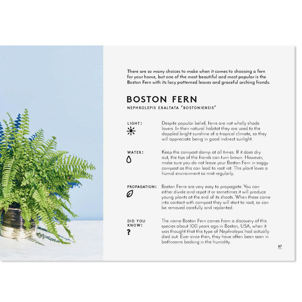 Little Book of House Plants and Other Greenery Book