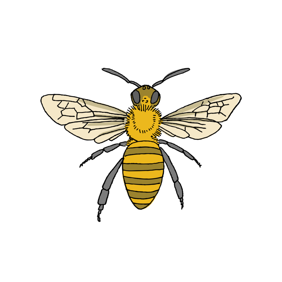 Honey Bee Temporary Tattoo