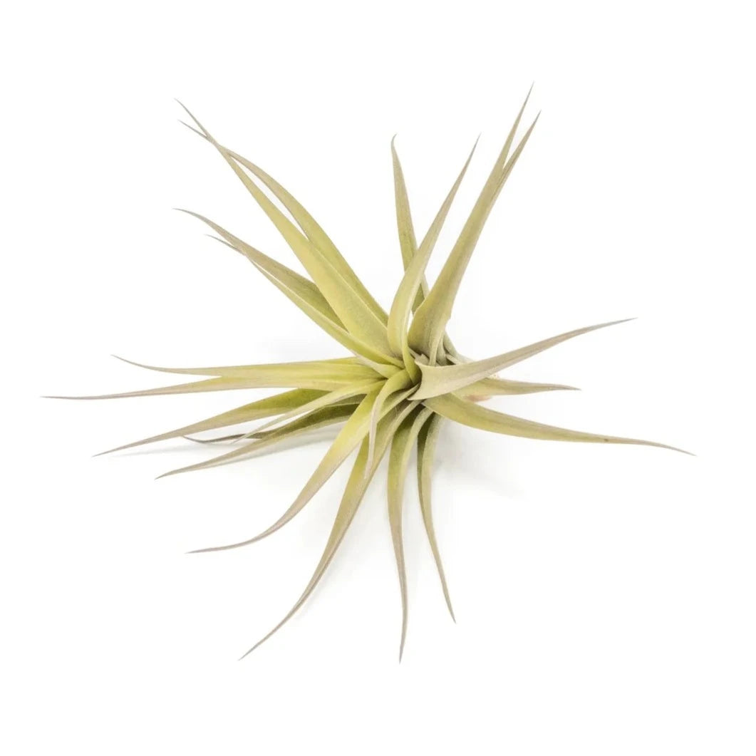 Air Plant