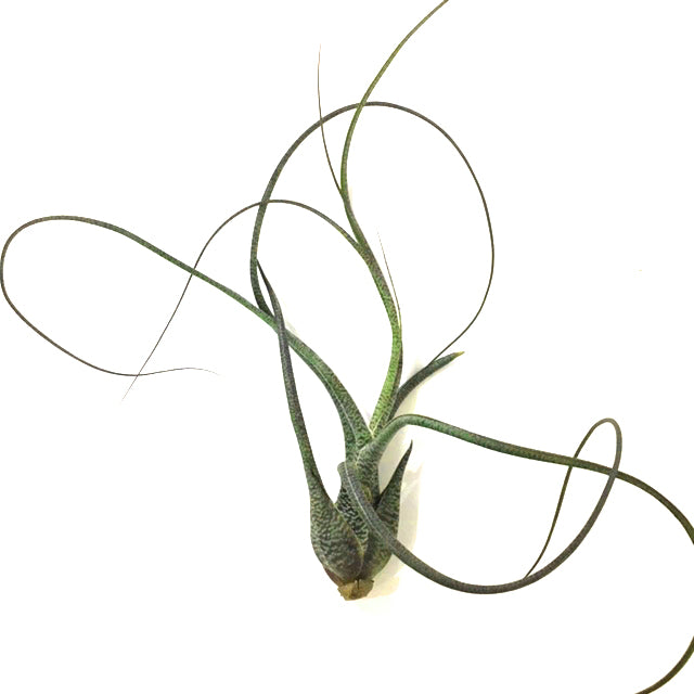 Air Plant