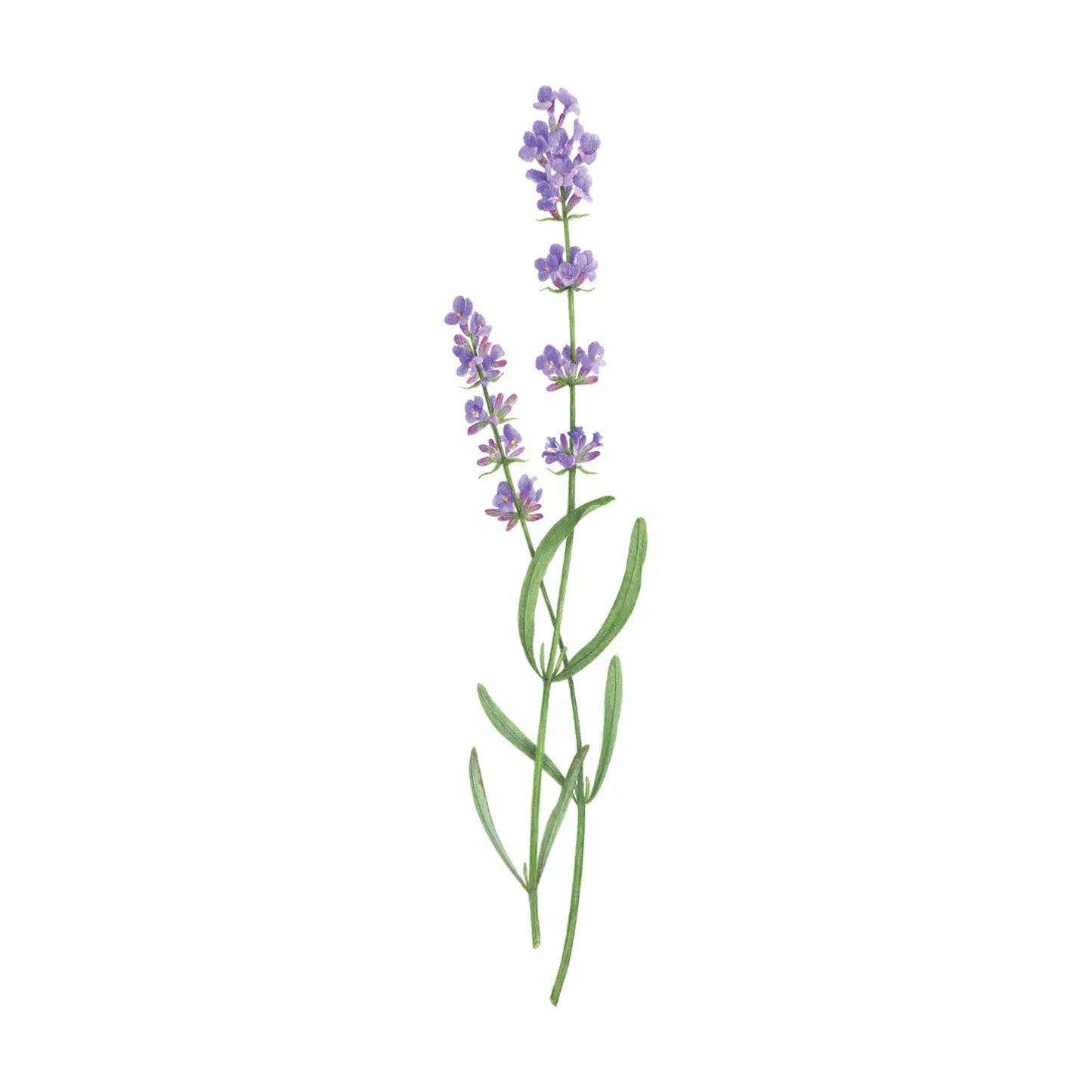 Lavender Temporary Tattoos (Set of 2)