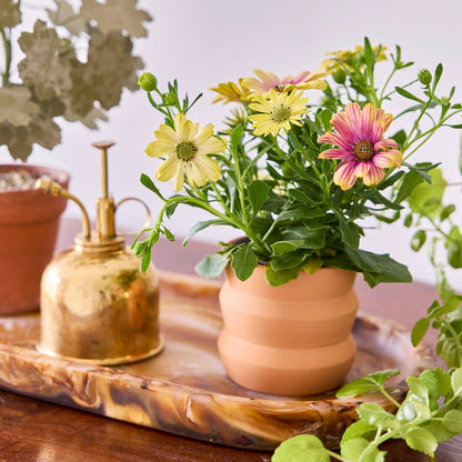 Tiny Terracotta Grow Kit