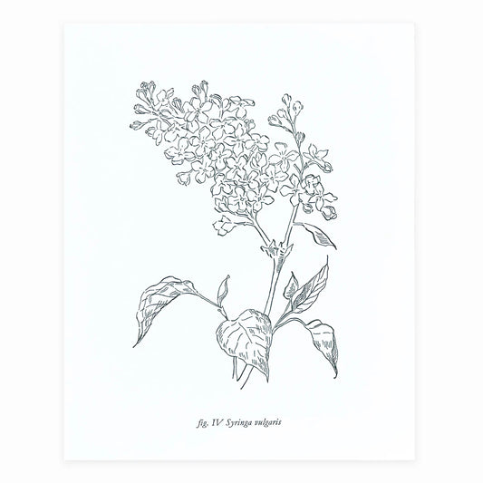 Botanical Lilac 8" x 10" Print