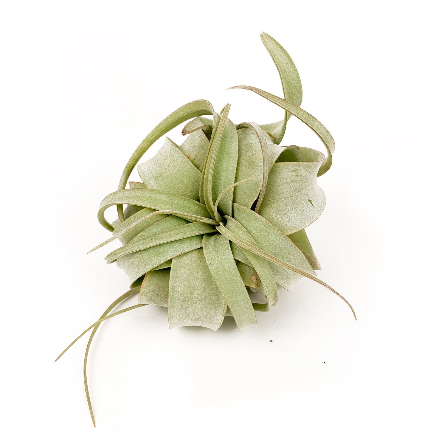 plastic air plants Tillandsia Caput Medusae Air Plants