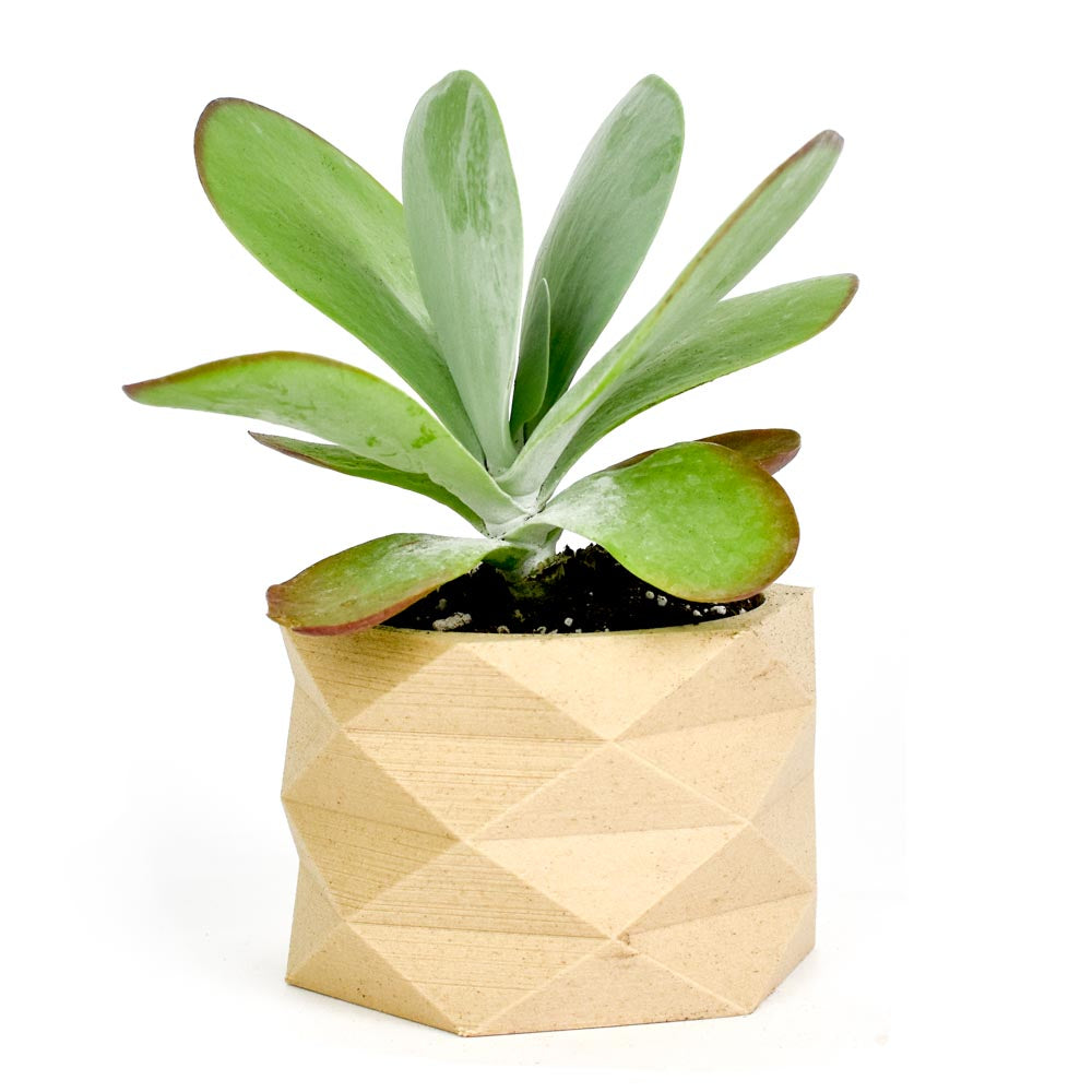 eco friendly planter pots Eco-friendly 3D Printed Mini 2" Planter – Neighborly