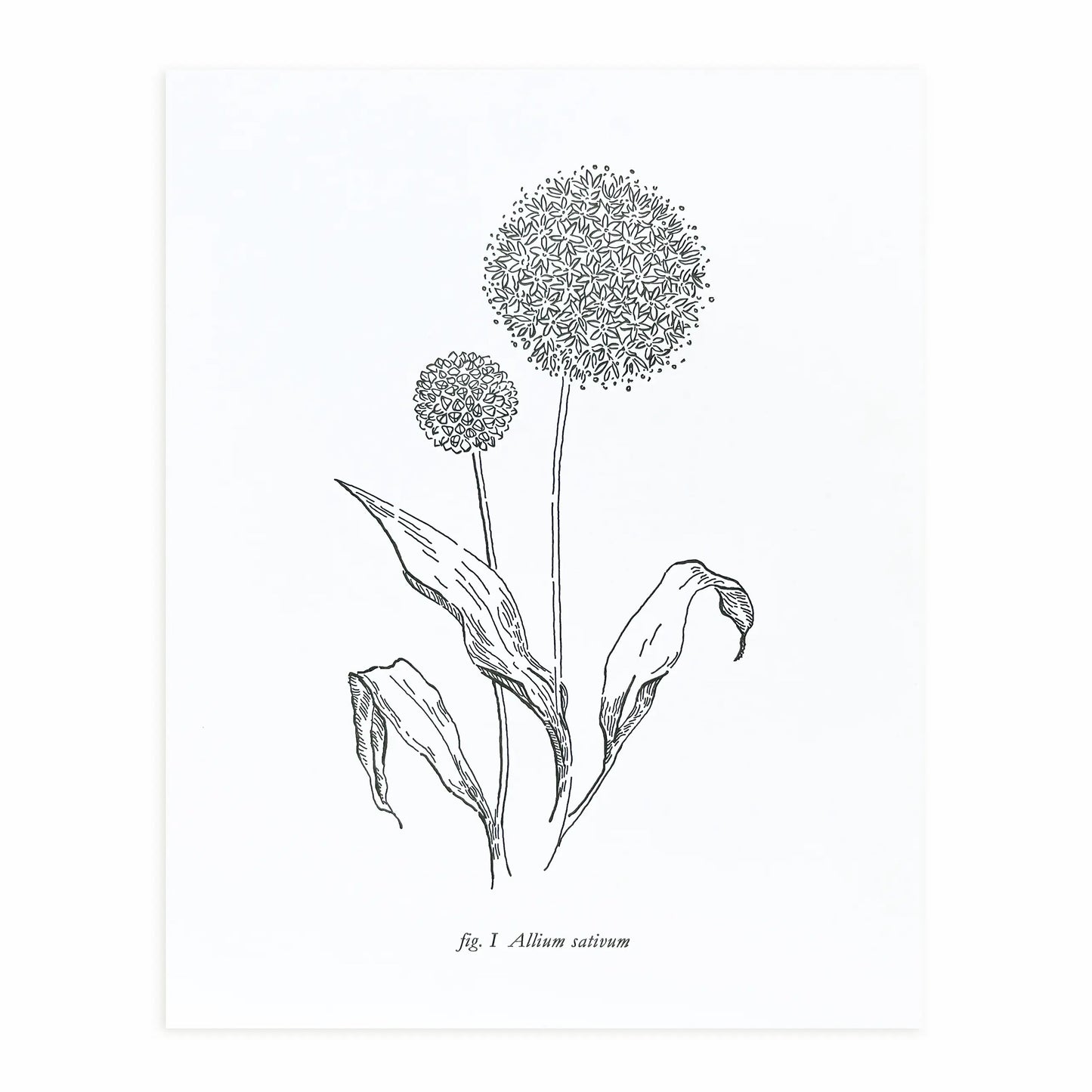 Botanical Wild Onion 8" x 10" Print