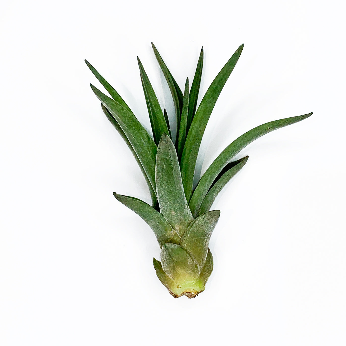 air plants chicago Tillandsia Caput Medusae Air Plants