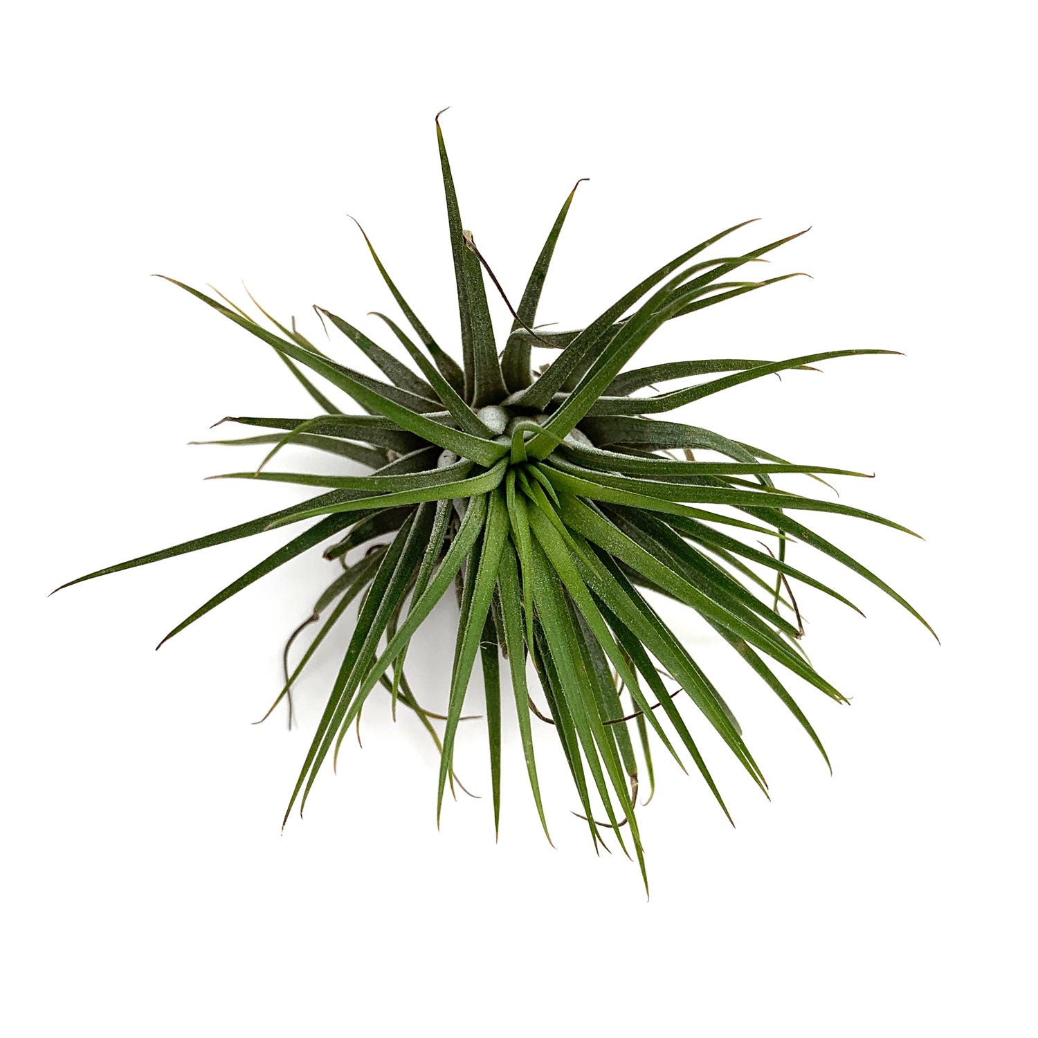 ionantha scaposa air plant Tillandsia Caput Medusae Air Plants