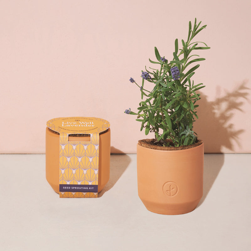 hydroponic terracotta planter Tiny Terracotta Kit