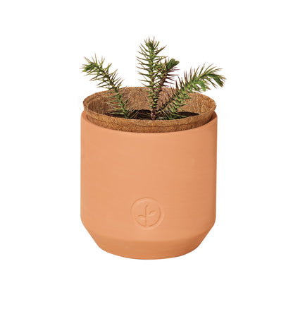 Holiday-Themed Tiny Terracotta Planter Grow Kit