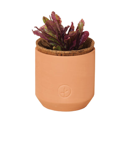 Holiday-Themed Tiny Terracotta Planter Grow Kit
