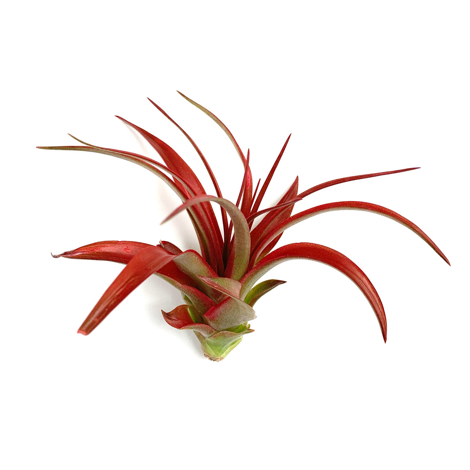 Medium Tillandsia Xerographica Air Plant / 5-6 Inches Wide