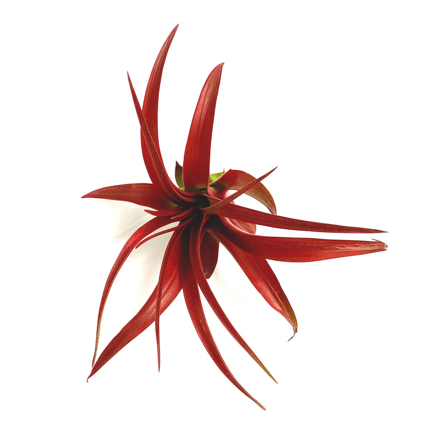 red abdita air plant Medium Tillandsia Xerographica Air Plant / 5-6 Inches Wide