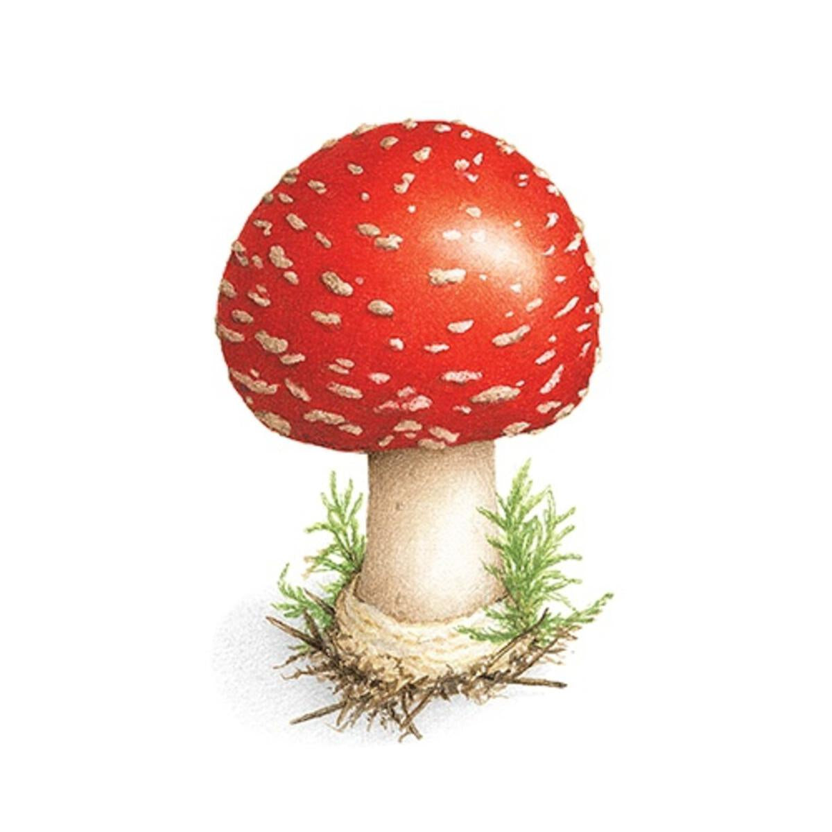 Toadstool Mushroom Temporary Tattoo